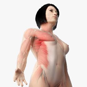 Asian Female Skin, Skeleton And Muscles Rigged model